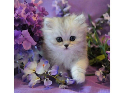 Картина по номерам 30Х30 КОТЕНОК В СИРЕНЕВЫХ ЦВЕТАХ (20 цветов)