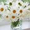 Картины по номерам 40х50 РОМАШКИ В ВАЗЕ (26 цветов)