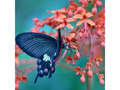 Картина мозаикой 30х30 ВКУС НЕКТАРА (квадрат) (26 цветов)