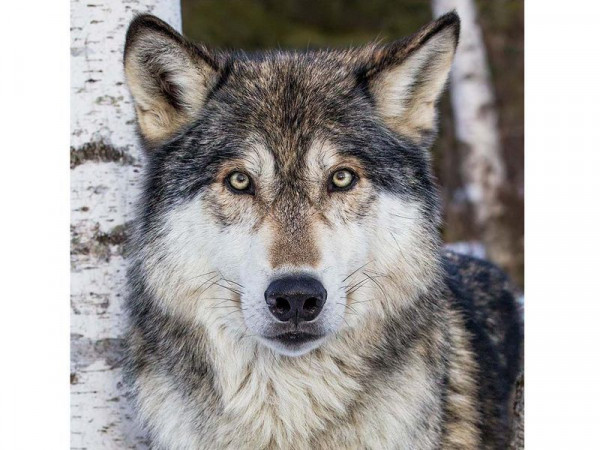 Картина по номерам 30Х30 СЕРЫЙ ВОЛК (18 цветов)