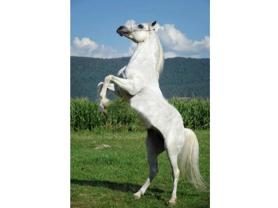 Картина по номерам с цветной схемой на холсте 30х40 Белый конь (19 цветов)