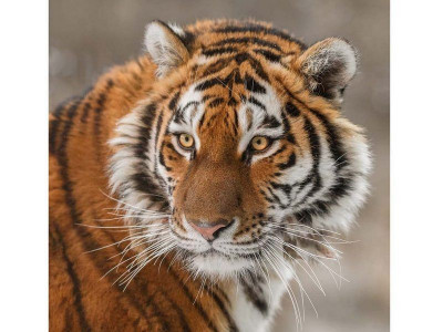 Картина по номерам 30х30 Тигр (18 цветов)