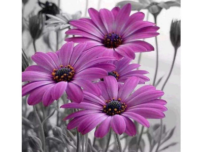 Картина по номерам 30х30 Герберы (16 цветов)