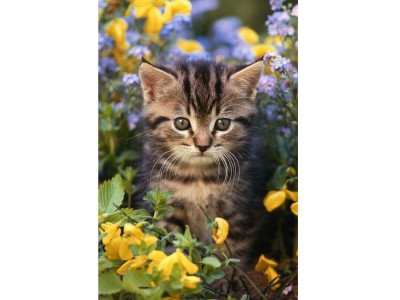 Картина по номерам с цветной схемой на холсте 30х40 Новые ароматы (18 цветов)