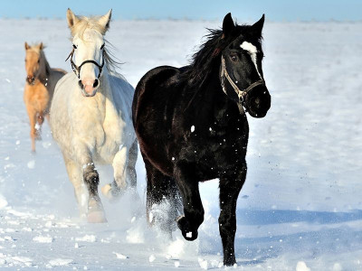 Картина по номерам с цветной схемой на холсте 30х40 По первому снегу (18 цветов)